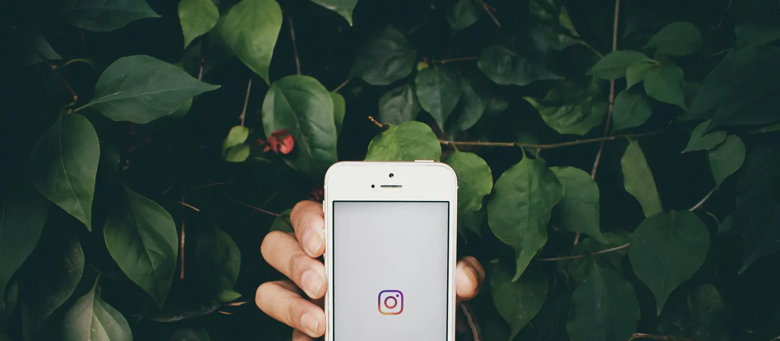 Téléphone affichant Instagram au milieu de feuillages, illustration de la croissance d'un compte Instagram